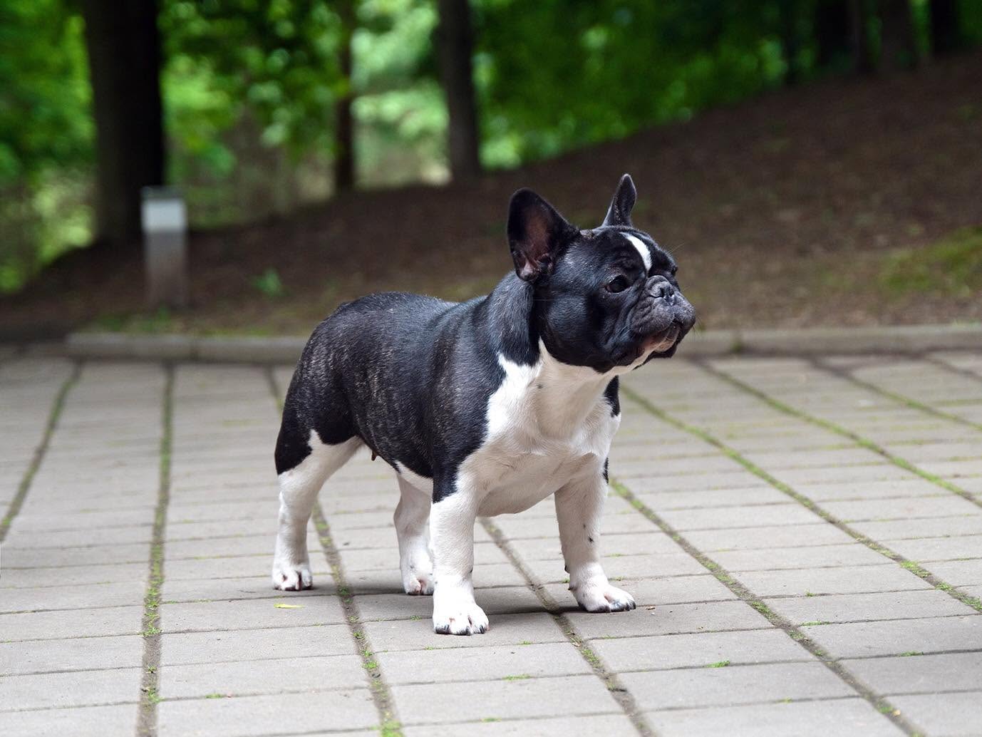Iava Flash Frenchies